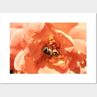 Honey bee & harmony / Swiss Artwork Photography Posters and Art